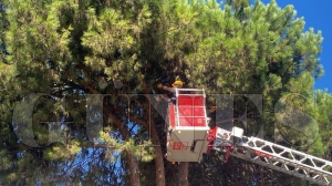 Can ve mal g�venli�i i�in uzmanlar e�li�inde budama �al��mas� yap�lacak